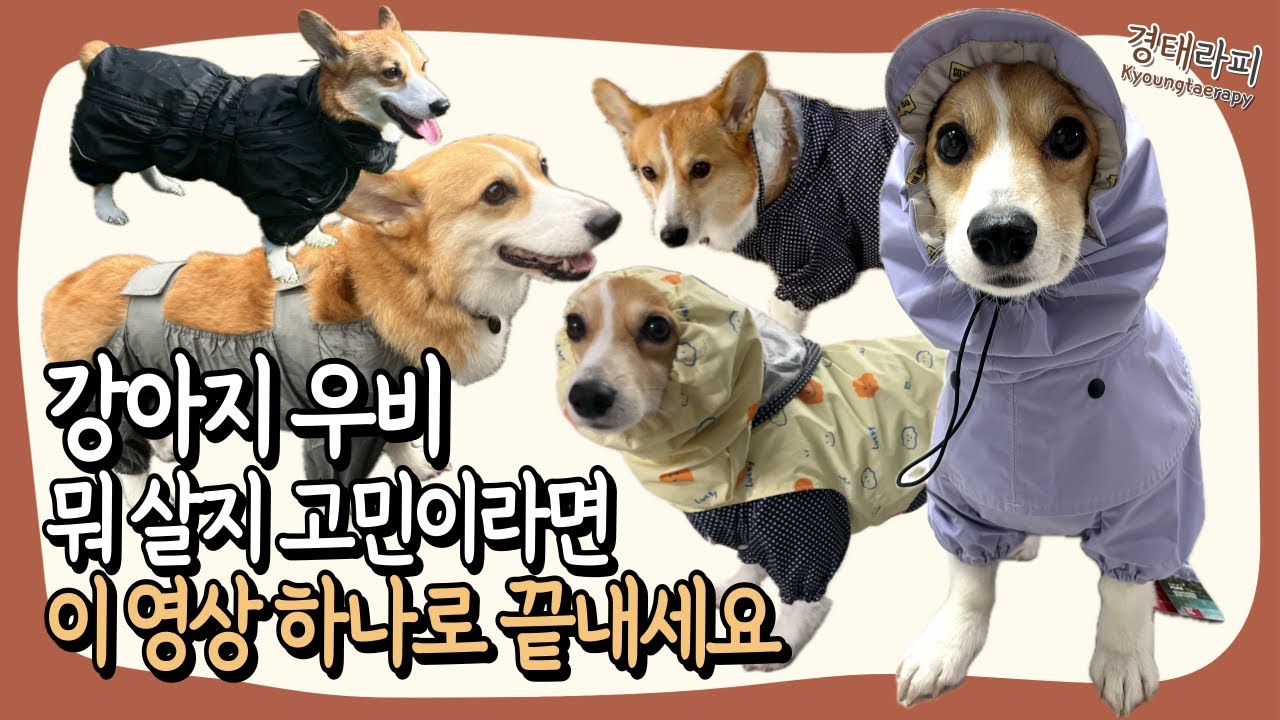 강아지 우비 사기전에 꼭 보세요! 우비 사기전 알아야할 6가지!