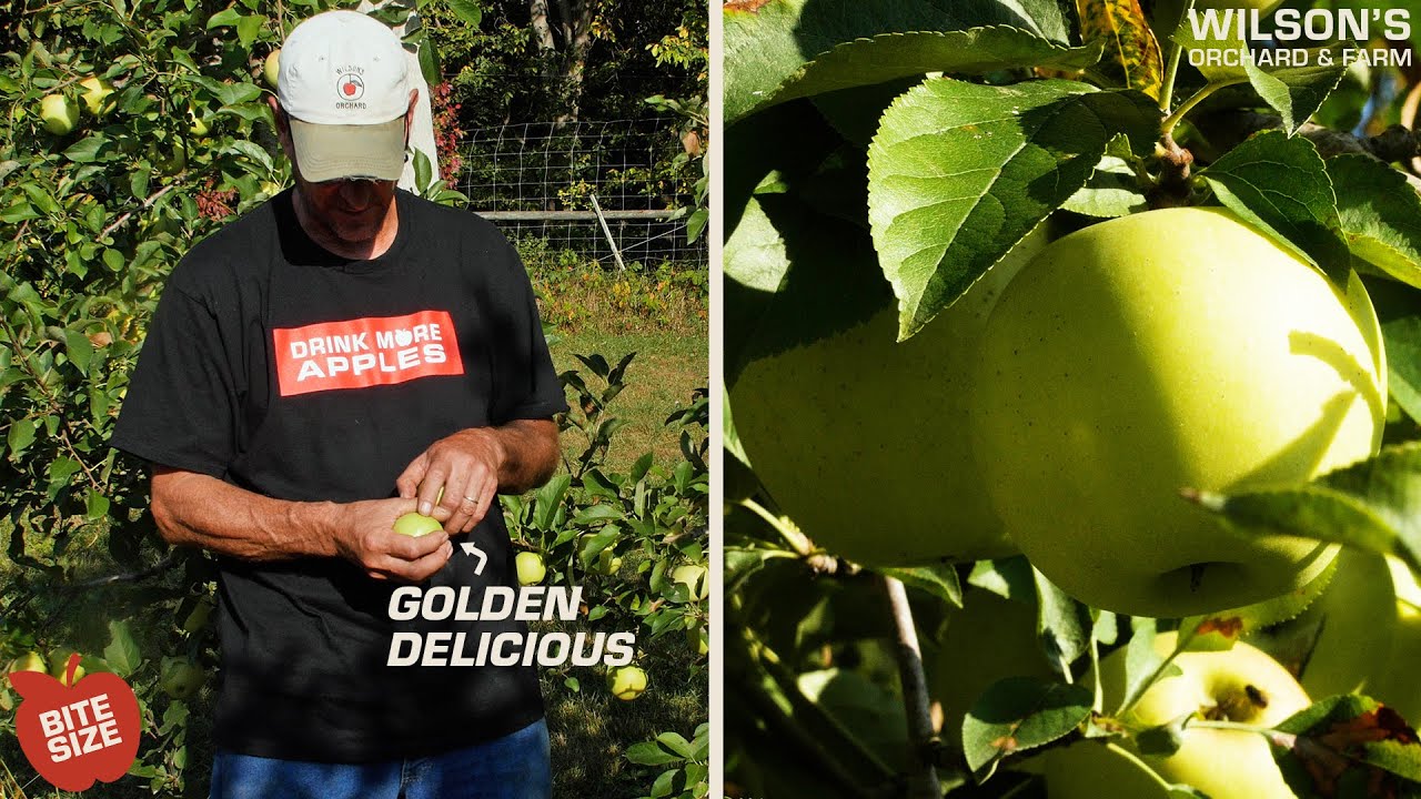 Golden Delicious Apples | Bite Size