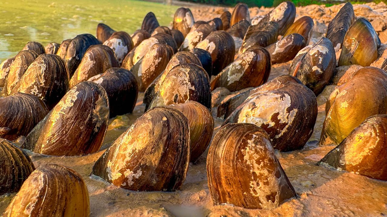 Amazing many clams dig by skill hand fishermen at the water canal - Clams mud 