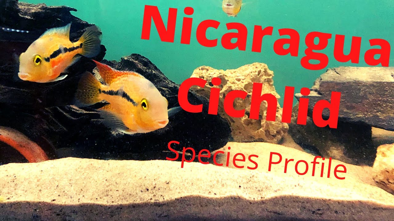 Hypsophrys nicaraguensis Species Profile