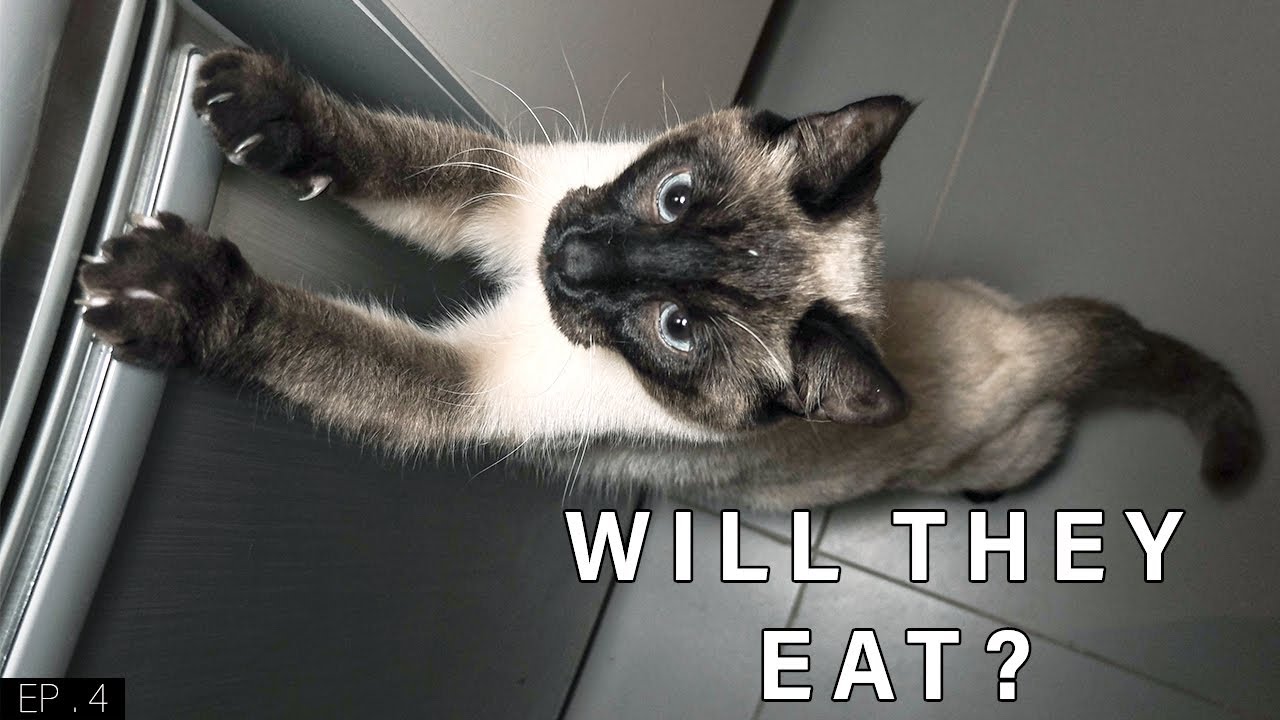 Will They Eat? | Chicken Innards