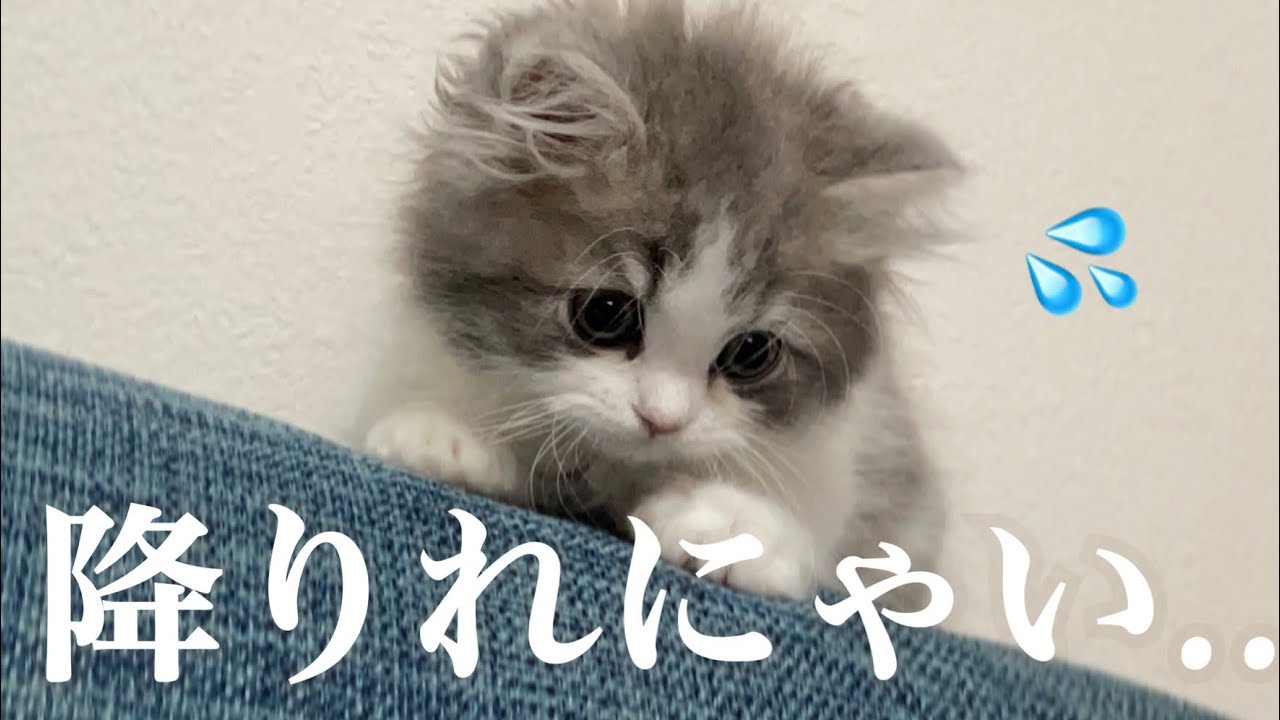 自分で登って降りれなくなった子猫がおバカで可愛い【ラガマフィン】
