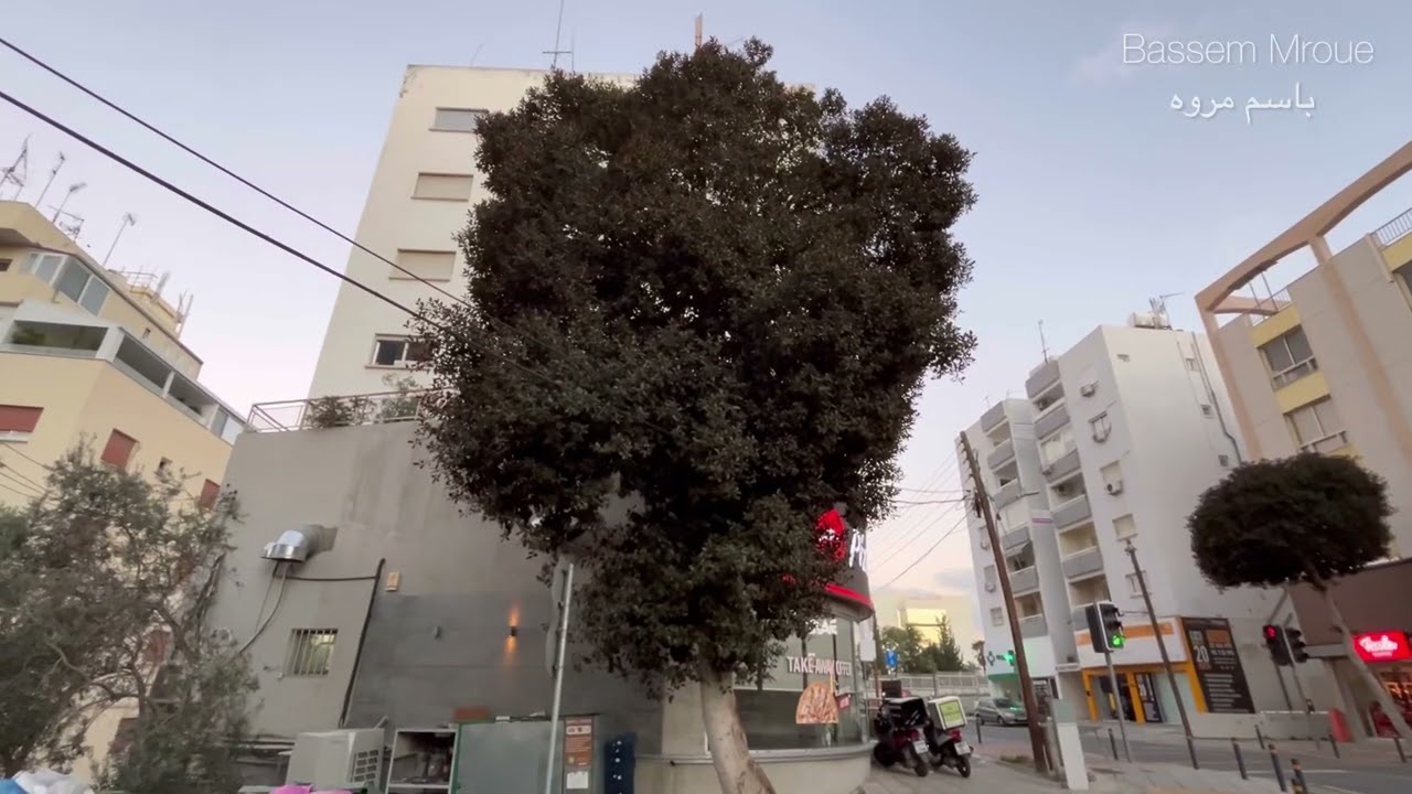 Tree full of chirping birds in Nicosia, Cyprus شجرة مليئة بالطيور المغردة في نيقوسيا، قبرص