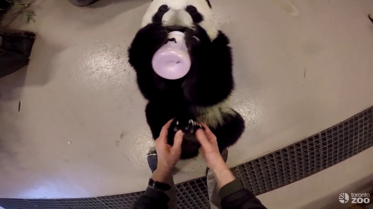 Toronto Zoo Giant Panda Cub Morning Routine