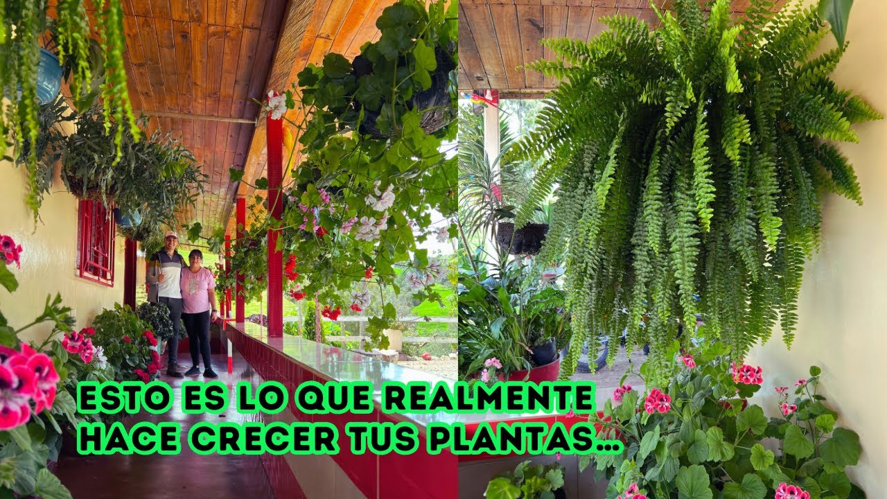 Las PLANTAS necesitan conocer este FERTILIZANTE, hermoso JARDÍN de Marce florecido |AP