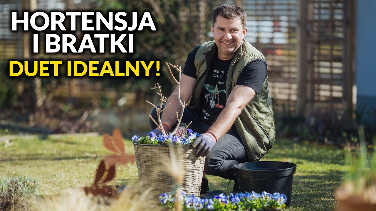 Hortensja w donicy? To proste! Jak ją przesadzić i połączyć z bratkami dla efektu WOW