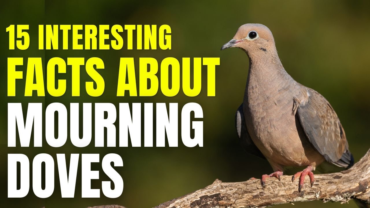 Mourning Doves: 15 Facts About The Gentle Doves With The Mournful Coo
