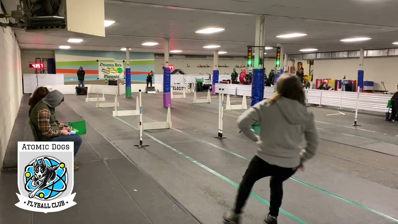 1/24/26 Race 24- Atomic Dogs Flyball Club {Bombs Away} // Animal Inn Winter 2026 Tournament