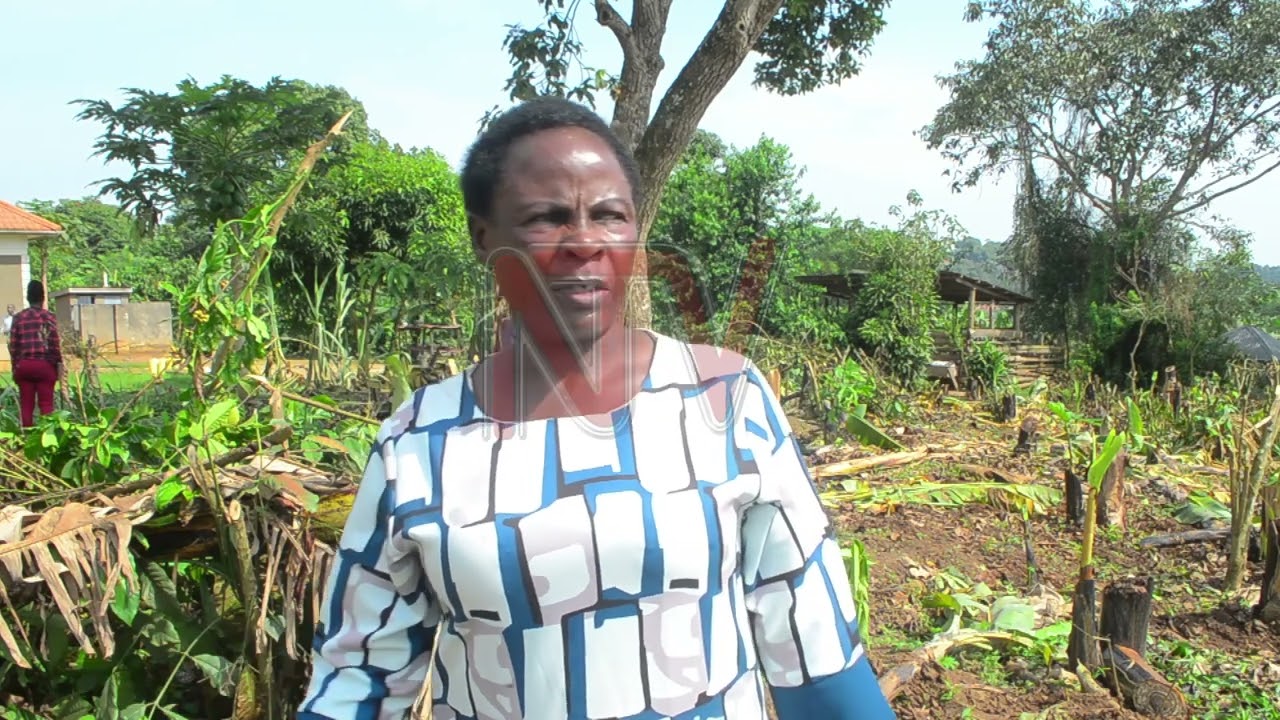 ENKALU KU TTAKA :E Mityana waliwo abakwatiddwa lwa kusaawa birime