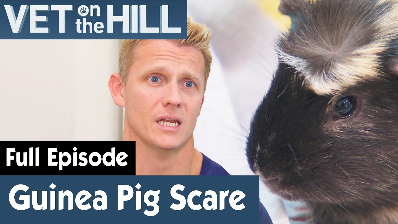 🐹 Guinea Pig Needs Operation After Scary Fall | FULL EPISODE | S03E22 | Vet On The Hill