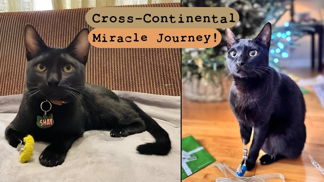 Woman Flies 15 Hours To Adopt Disabled Cat With Homemade Prosthetic!