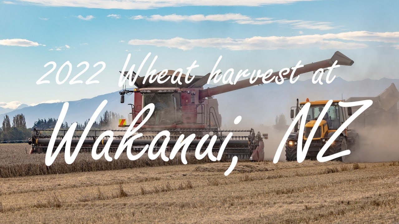 2022 Wheat harvest at Wakanui, NZ