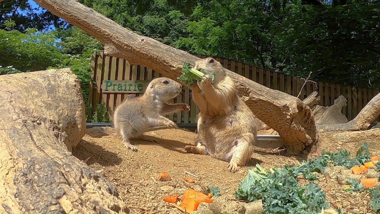 #NatZooZen: Prairie Dog Family Meal