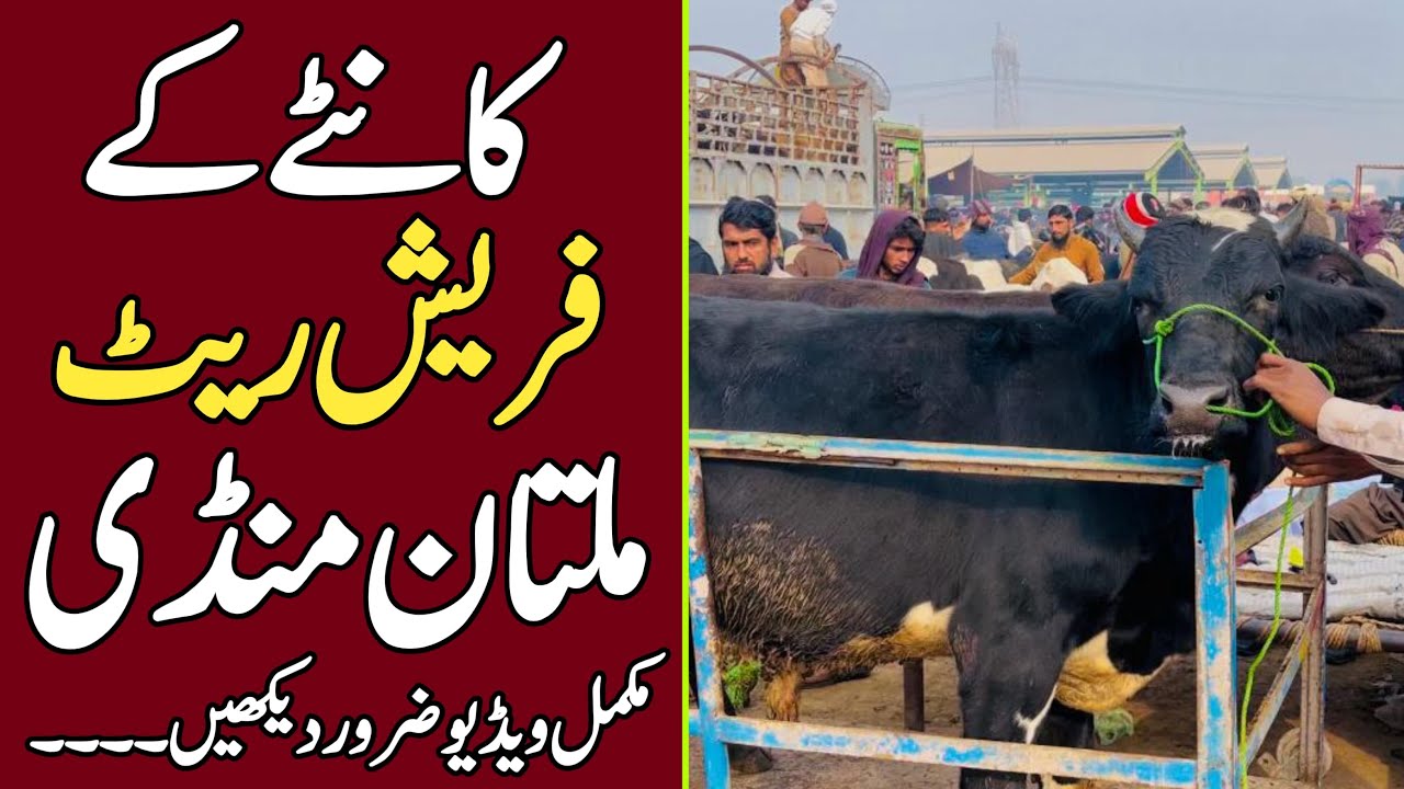 Multan Cow Mandi Latest Updates ❤️‍🔥🔥Kante Py Khareedari 💥 | Universal Topics