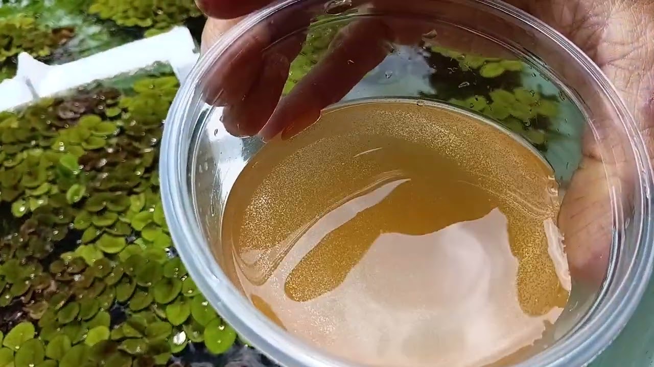 Náuplios de Artemia