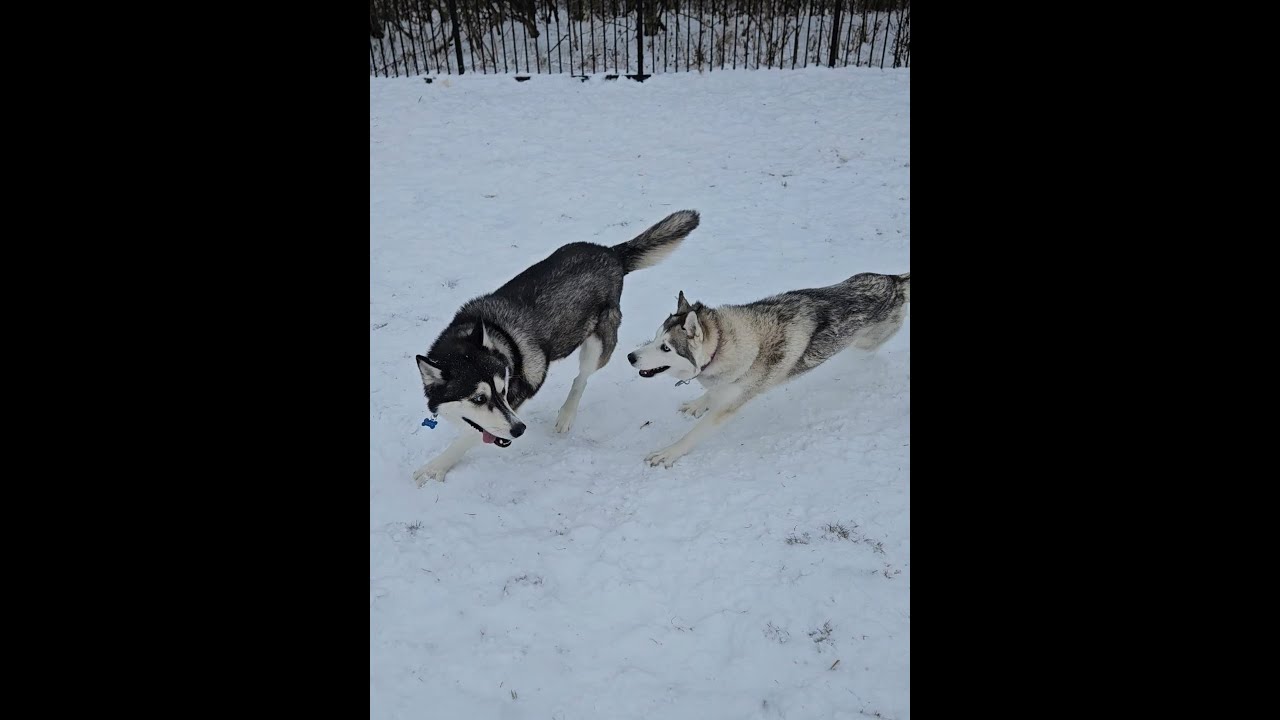 How My Huskies Reacted To Their First Snow