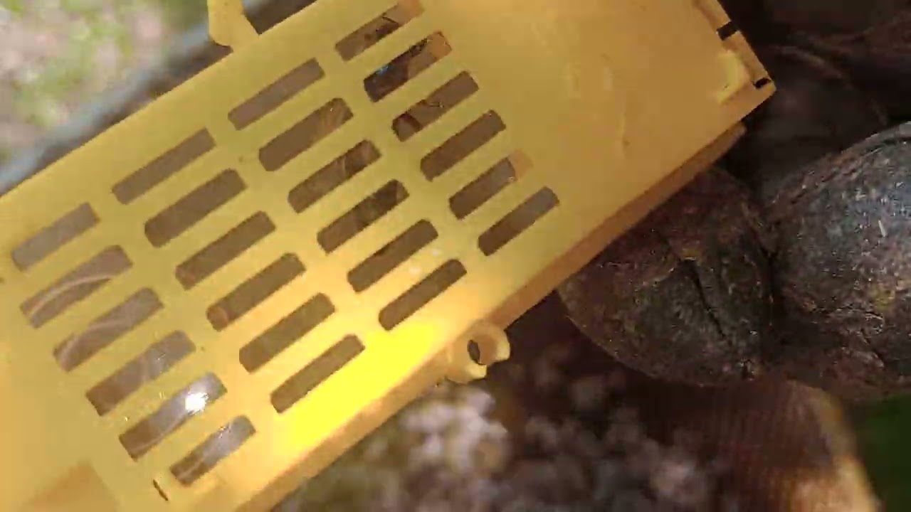 Przegląd rodziny pszczelej, wymiana matki pszczelej na młodą 25 czerwca 2023r.