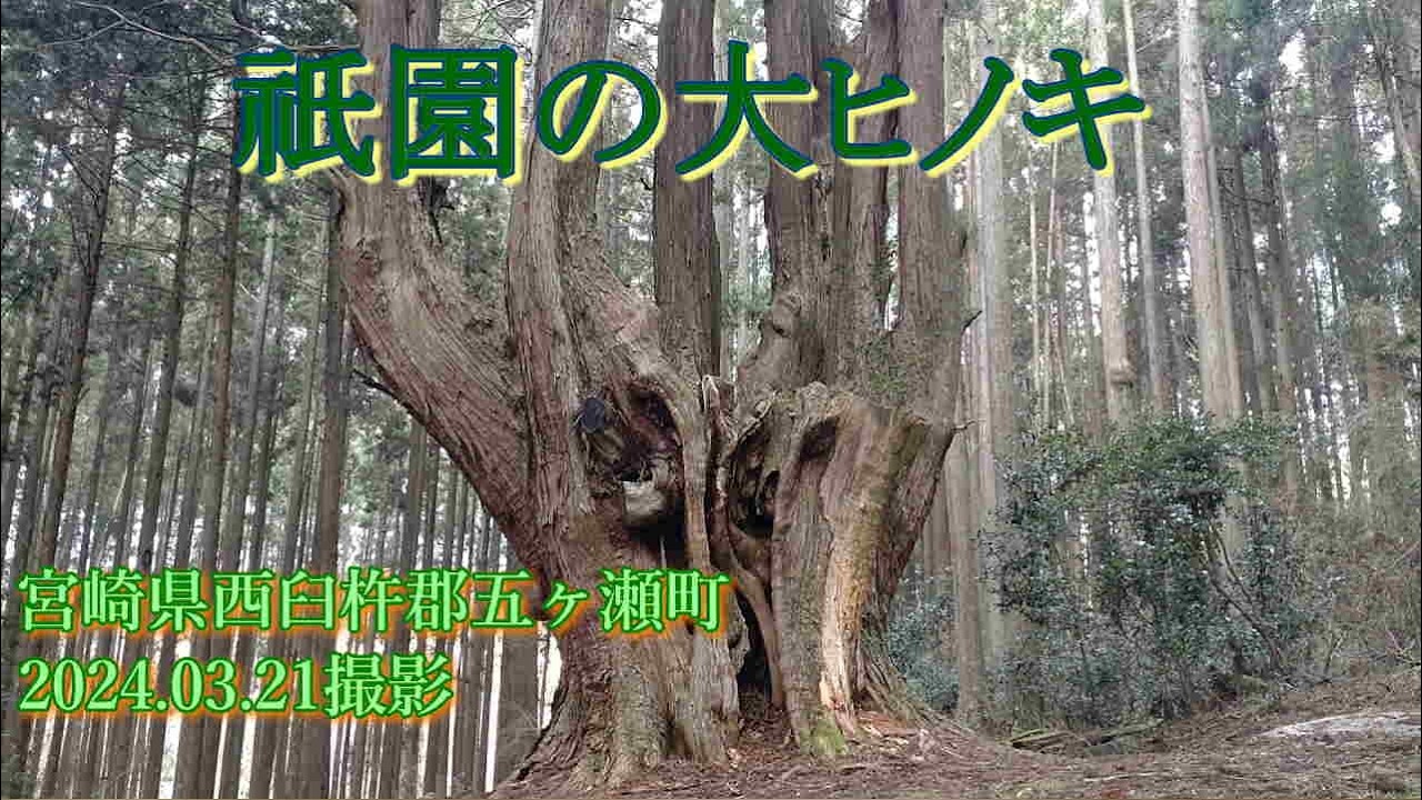 祇園の大ヒノキ　2024.03.21撮影