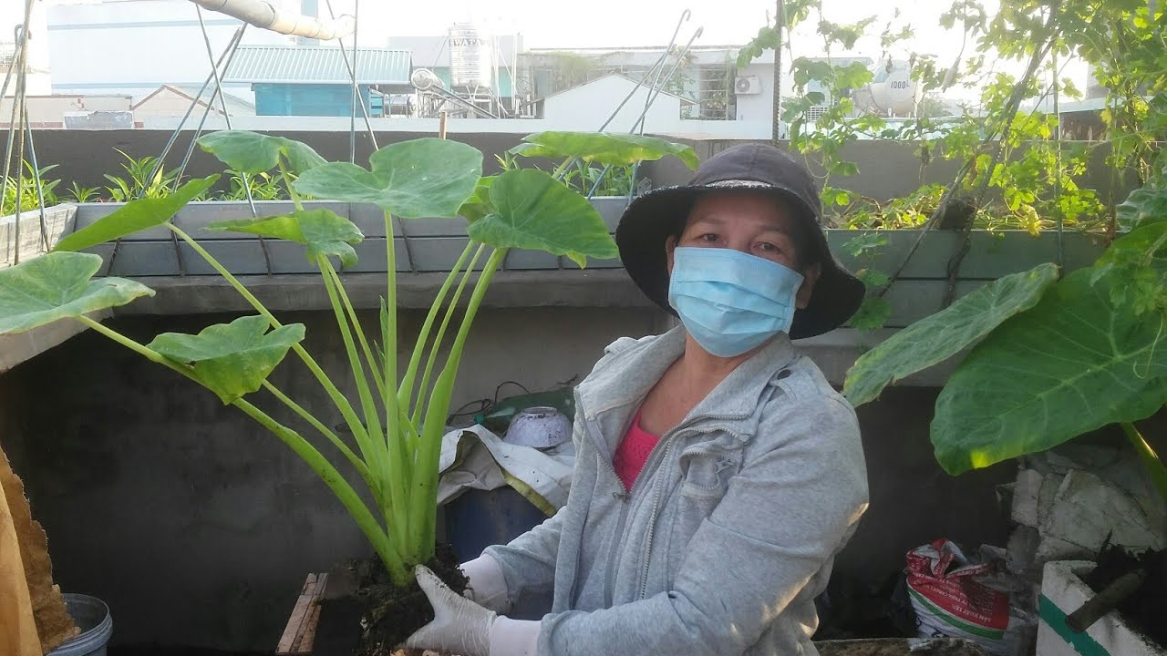 Hướng dẫn trồng cây Bạc Hà  ( còn gọi là Dọc Mùng ) | Khoa Hien 143