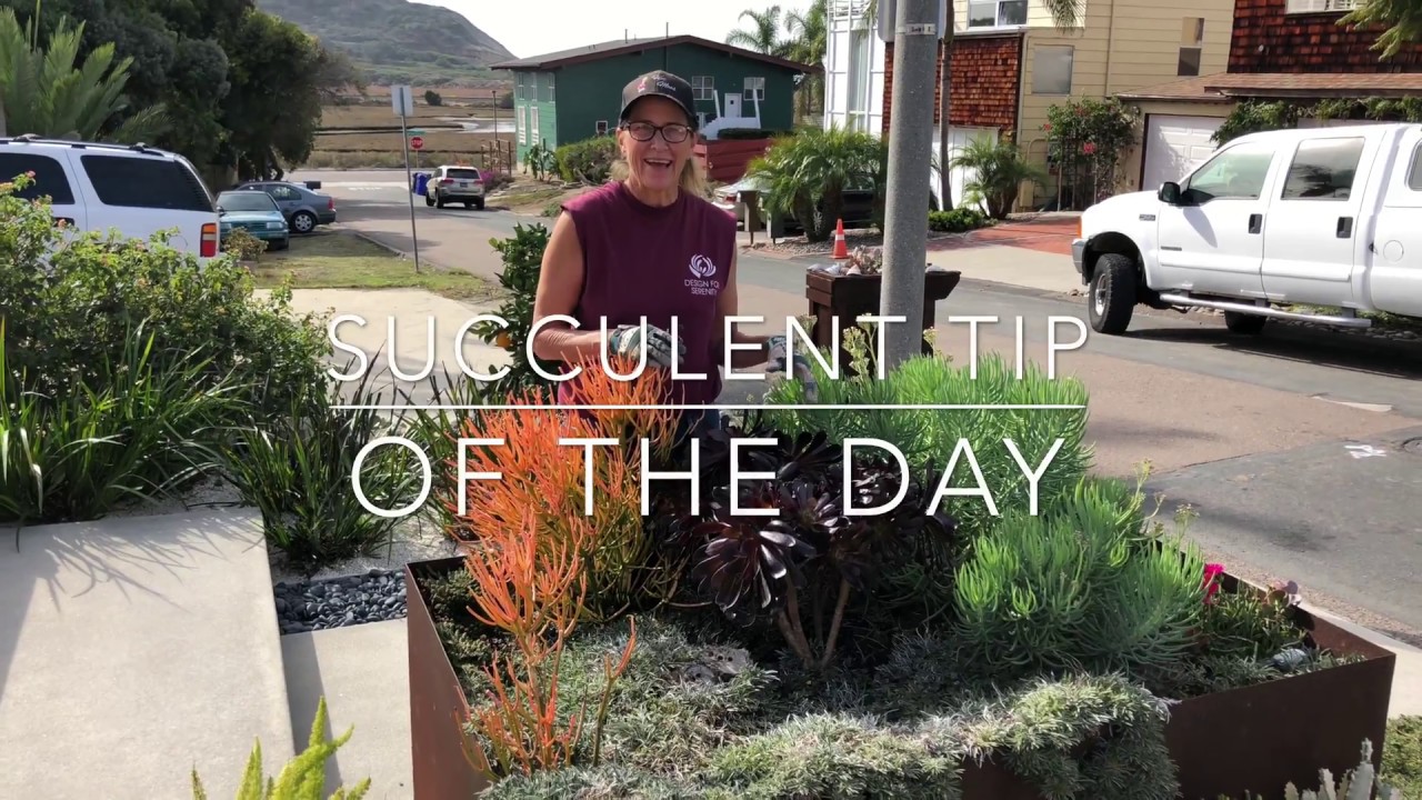Succulent Planter In Del Mar, Ca