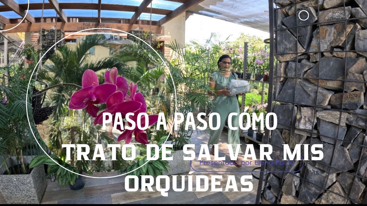 ASÍ ES COMO TRATO DE SALVAR MIS ORQUÍDEAS