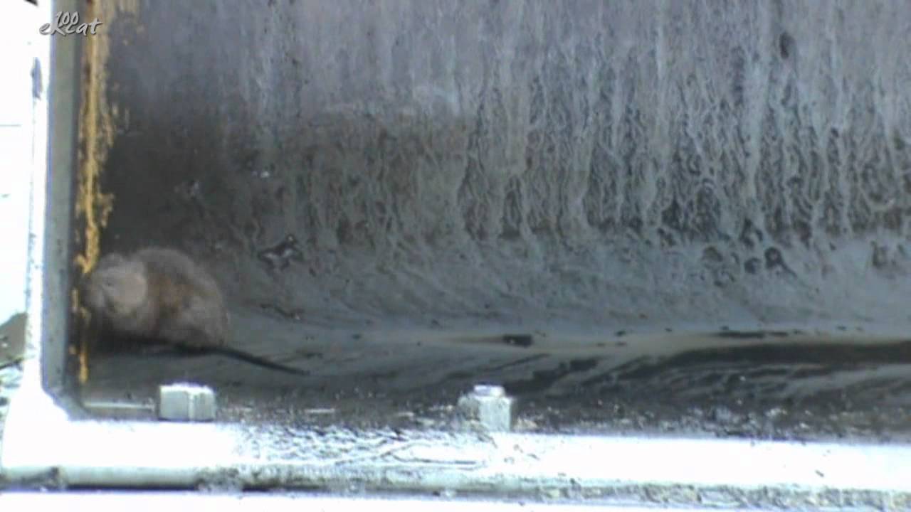 Ловим:водяная крыса или водяная полёвка(Arvicola terrestris).