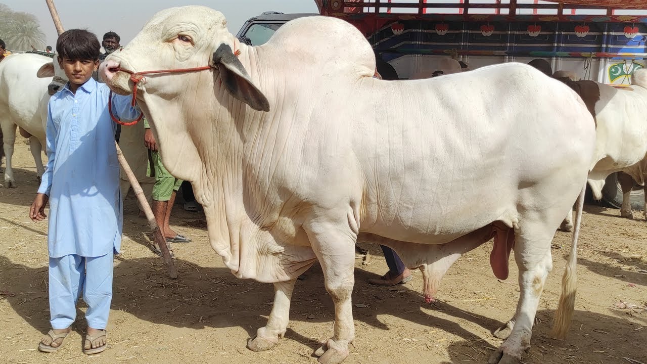 Hashim Nay Aj Phir Mandi Lot Li | Multan Cow Mandi | | SS Tv |