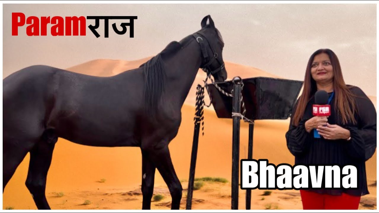 Sarangkheda Horse Fair 2023 | Colt Paramraj - Raajal Stud Farm, Jamnagar, Gujarat