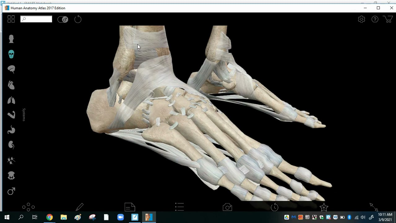 Synovial Joint Structure drawing tutorial HHAP