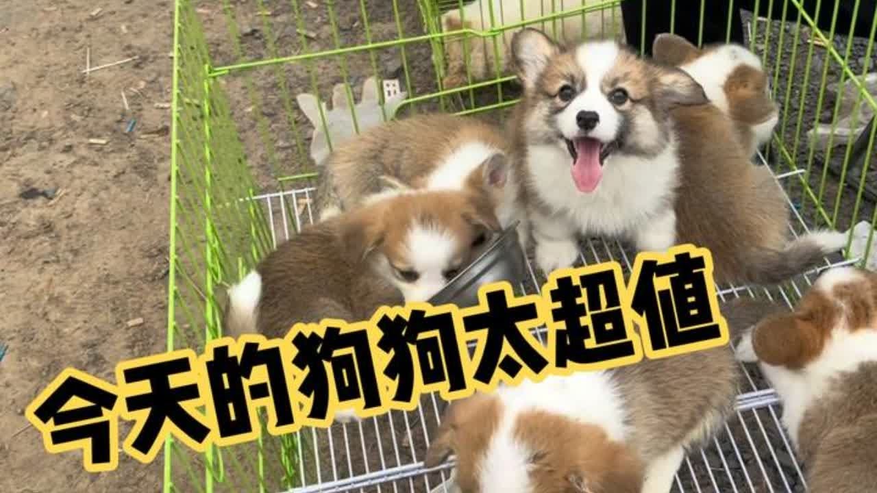 农村大集太好玩了，物超所值，狗狗实在是太多了，根本看不完。 #狗市 #狗市挑选