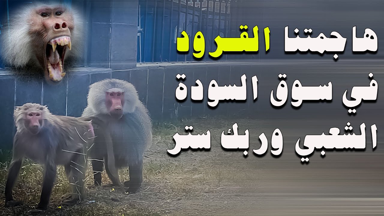 سوق السودة الشعبي في ابها اعلى قمة في السعودية