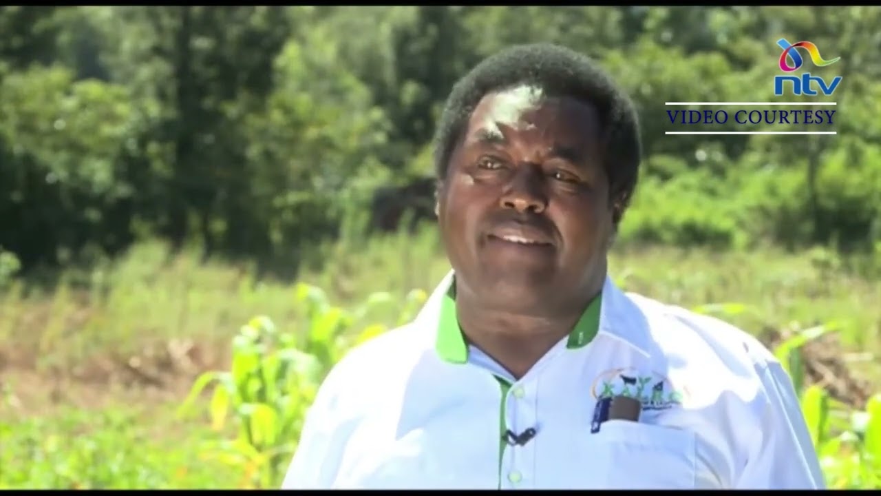 Hope for farmers as KALRO popularises new bean variety in Subukia