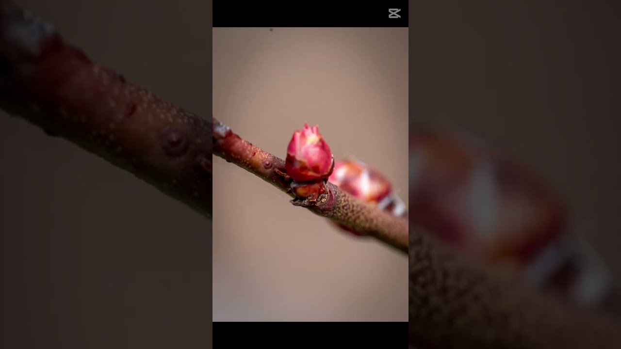Macro Photo Edits