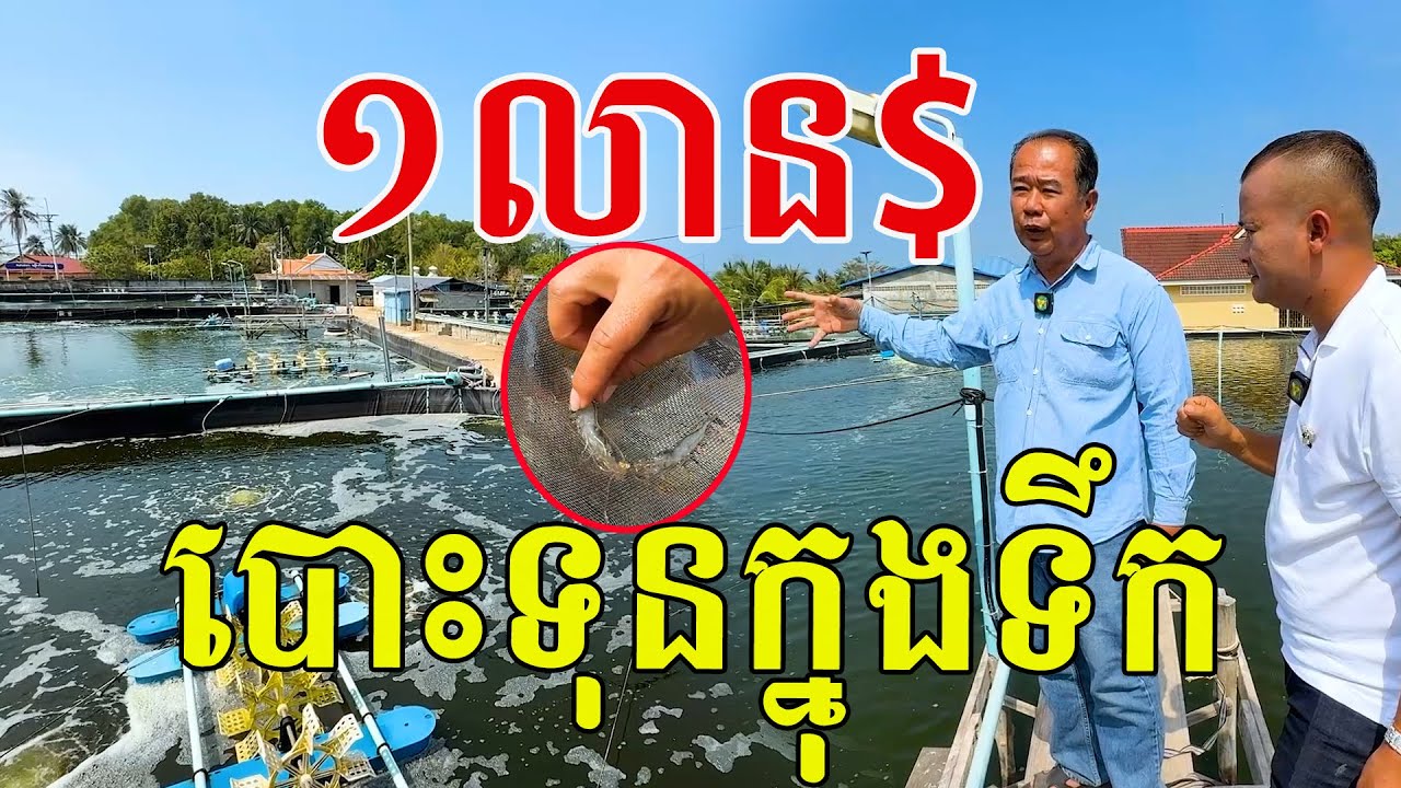 ១លាន$ បោះទុនក្នុងទឹក ចិញ្ចឹមបង្គា