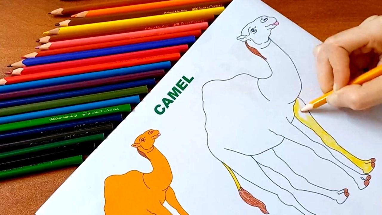 Speed Colouring | Colouring Book For Kids | Colouring Camel | Relaxing Colouring By Colour With Me