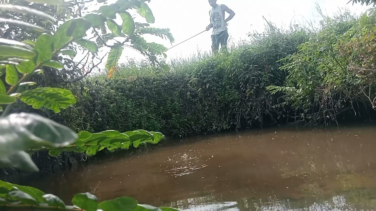 Mancing ikan yang banyak disaluran air sawah 