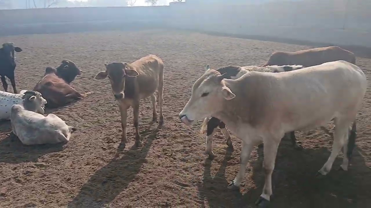 #animals #FARMING #COW #BUTIFUL #KATA#BULL