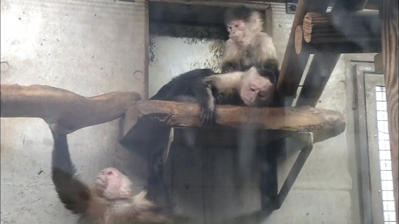 ノドジロオマキザル　毛づくろい