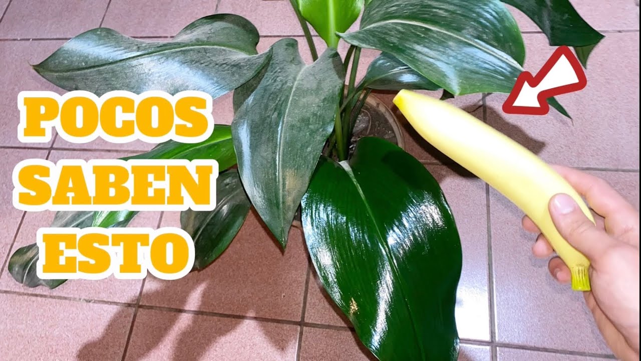 HICE ESTO y mis plantas quedaron BRILLANTES / Como LIMPIAR y dar BRILLO a las HOJAS de las plantas