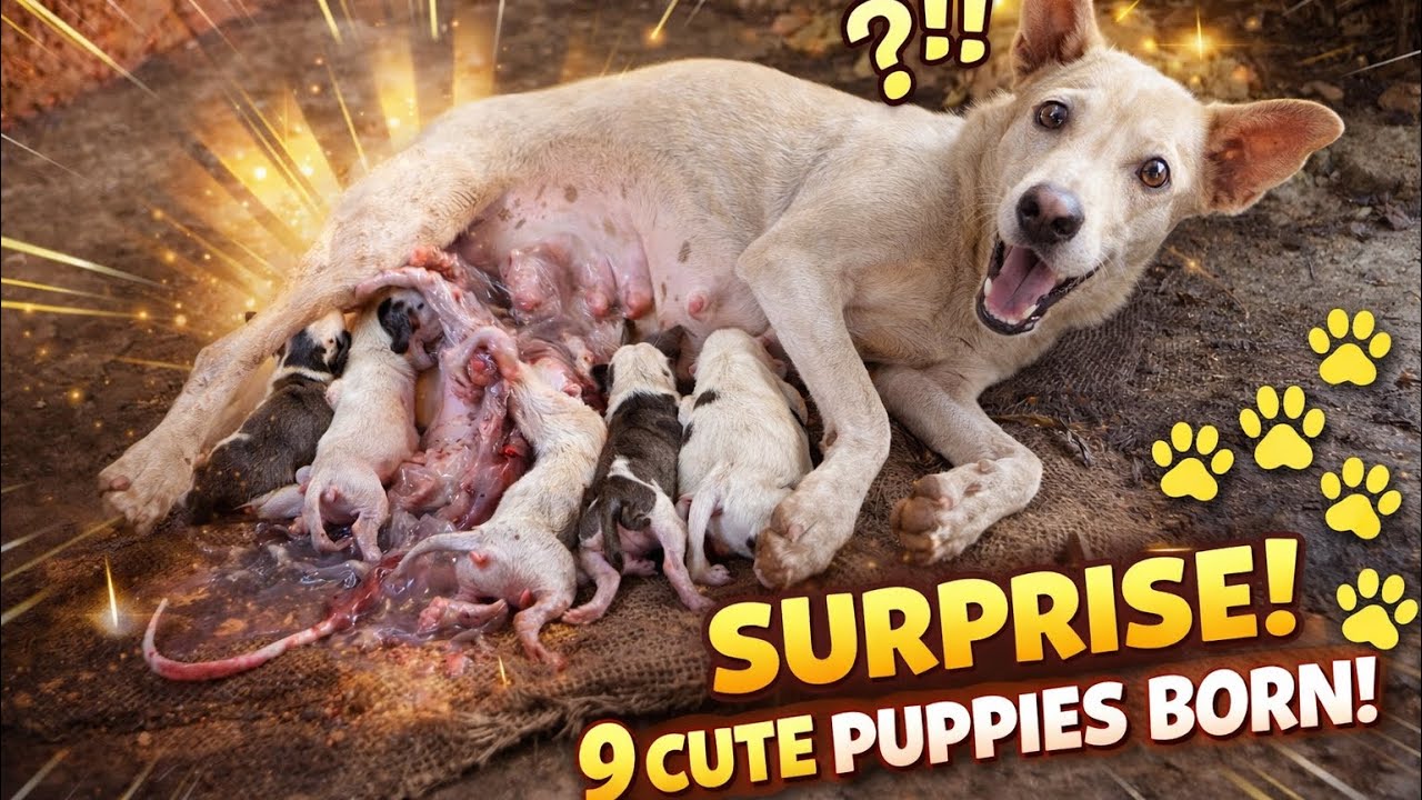 Big Surprise! 9 Tiny Puppies Born 🐶✨ #minifarm 