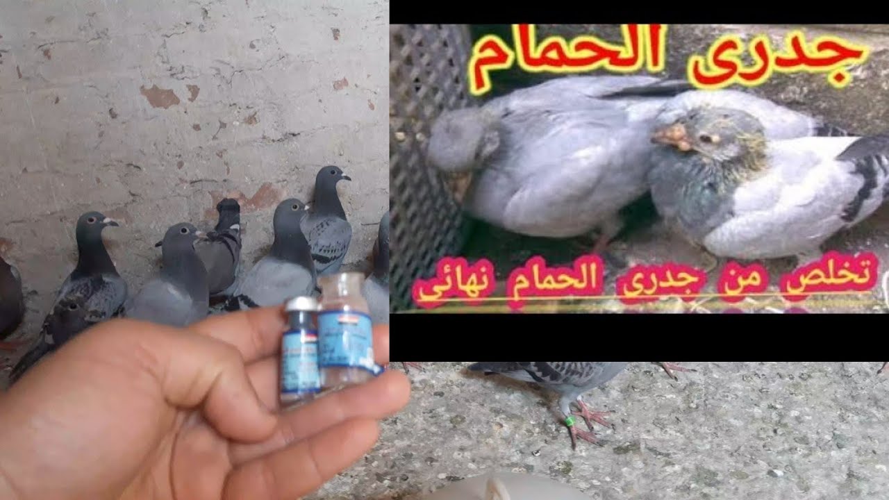 علاج جدري الحمام #الحل الوحيد لتخلص من جدري الحمام نهائيا #منع انتشار مرض جدري الحمام #سيد فرج