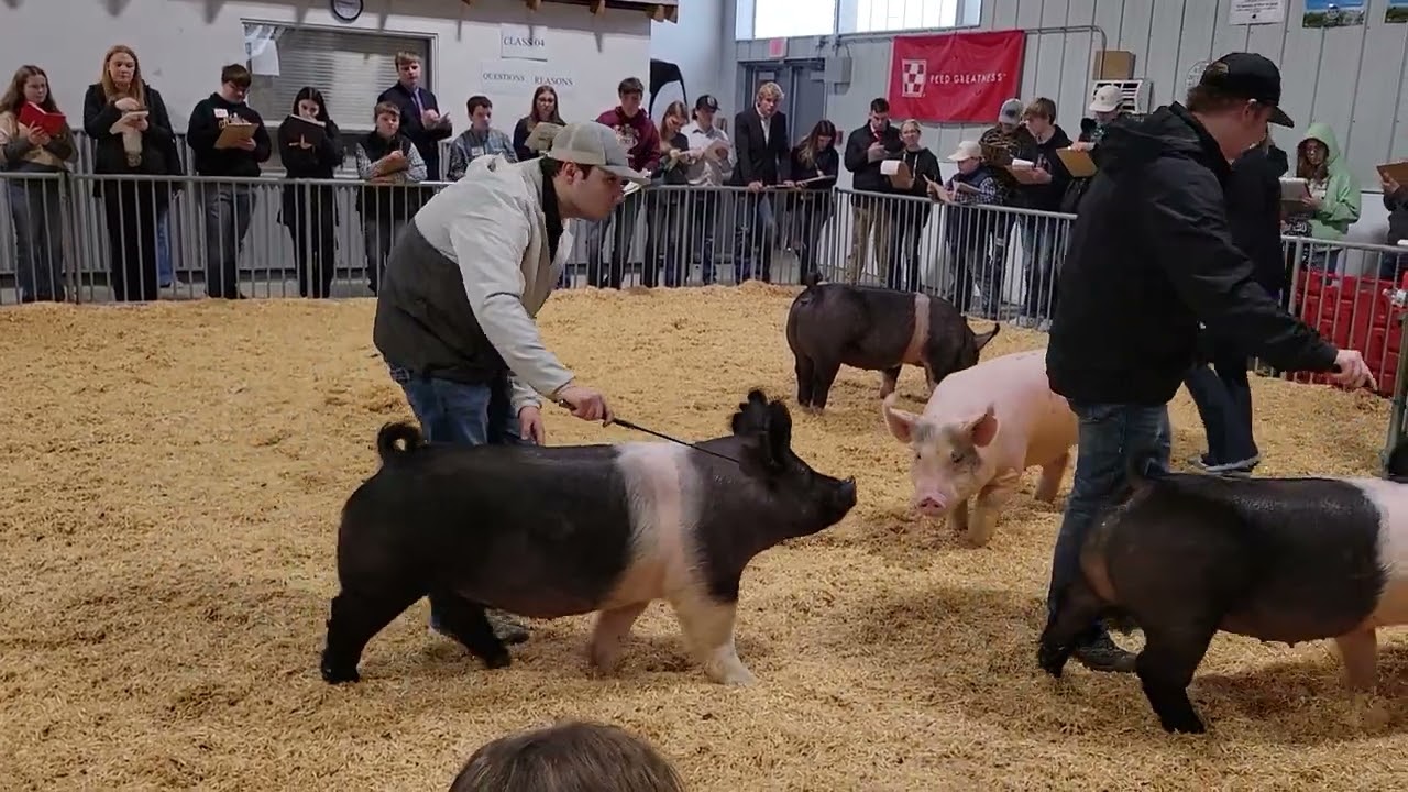 JJC 2023 Performance Breeding Gilts