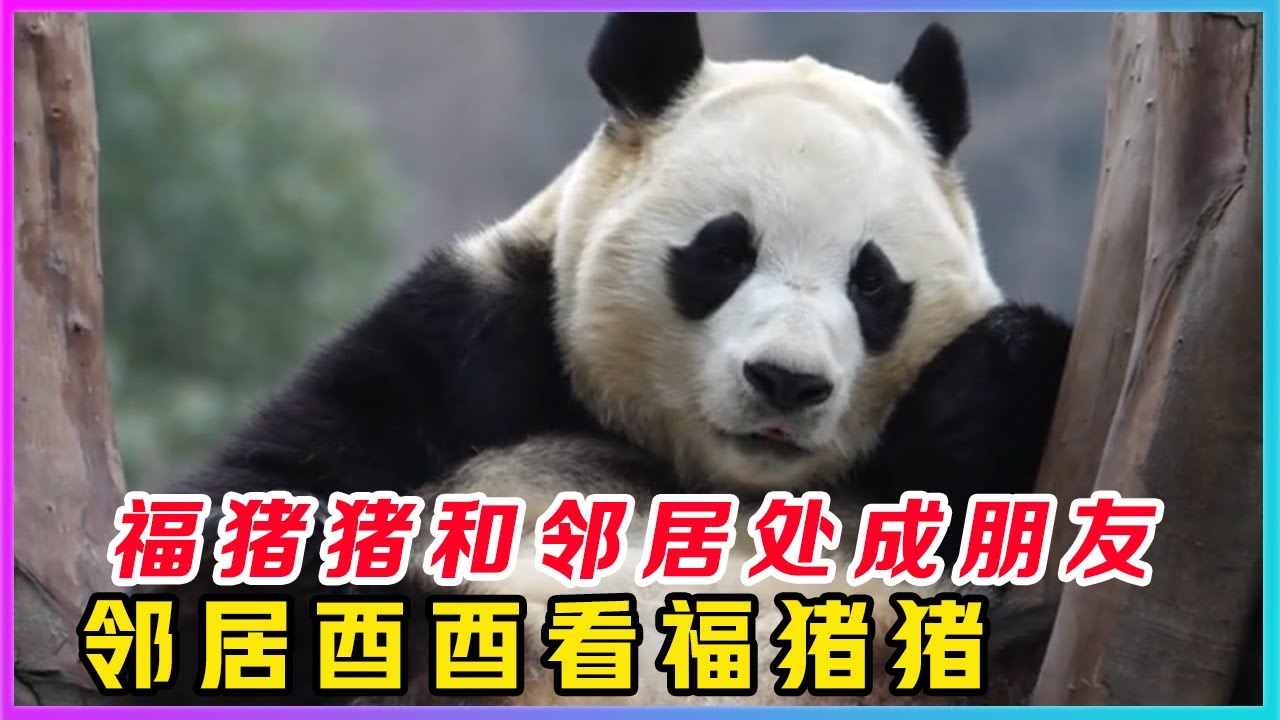 260131001都说铁打的福宝流水的邻居，自从福猪猪入住熊猫幼儿园2号馆以来，左右邻居是换了一茬又一茬，但是眼尖的姨姨们都发现了，邻居熊熊都能和福猪猪处成非常要好的朋友