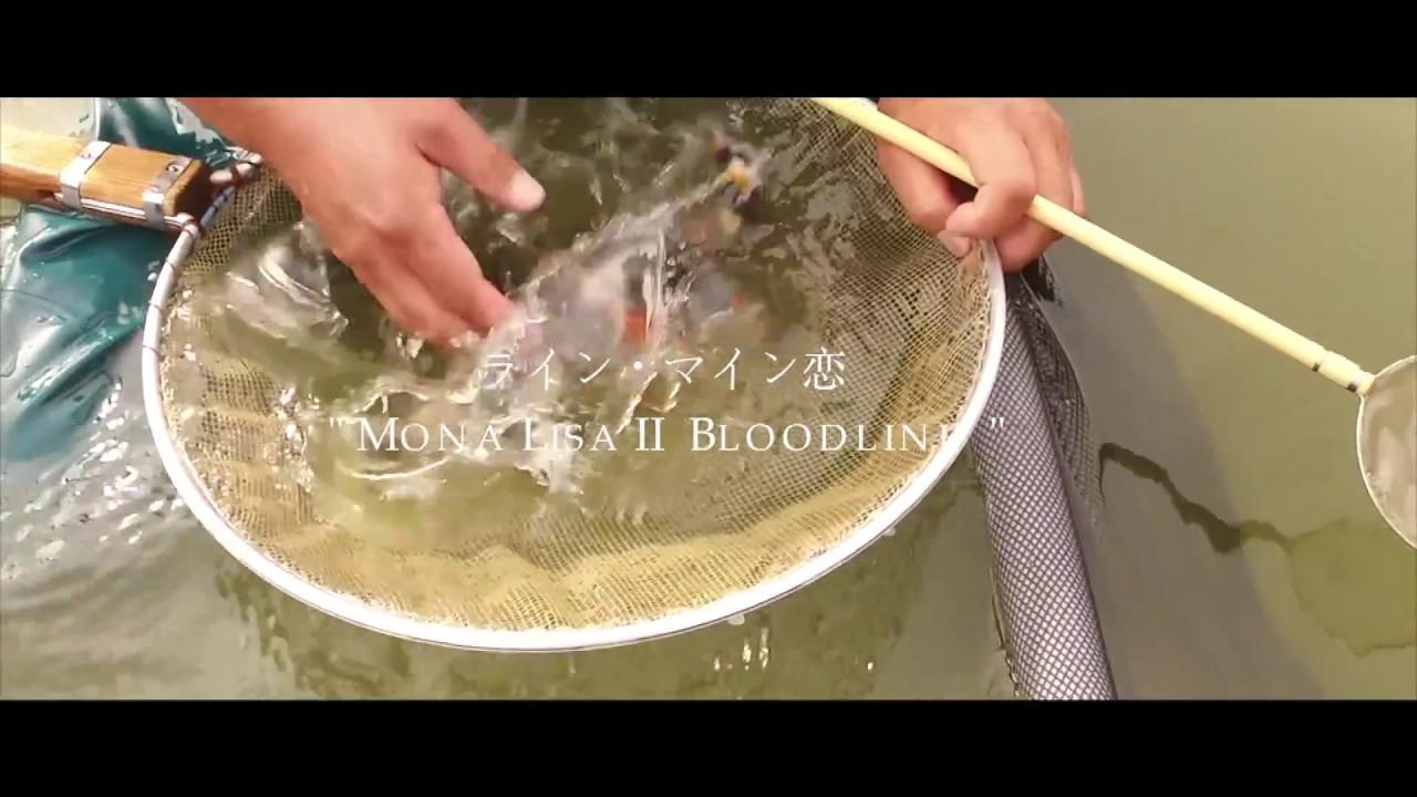 Koi Blog HB 