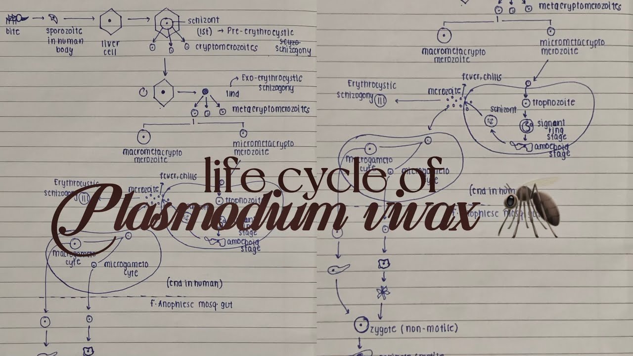 give me 13mins and you will never forget life cycle of plasmodium vivax after this.