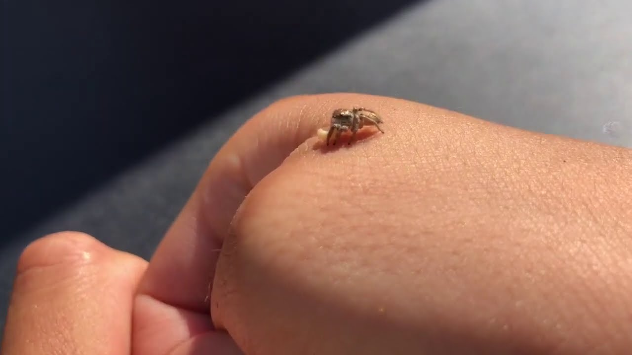 Tips on HANDLING jumping spiders