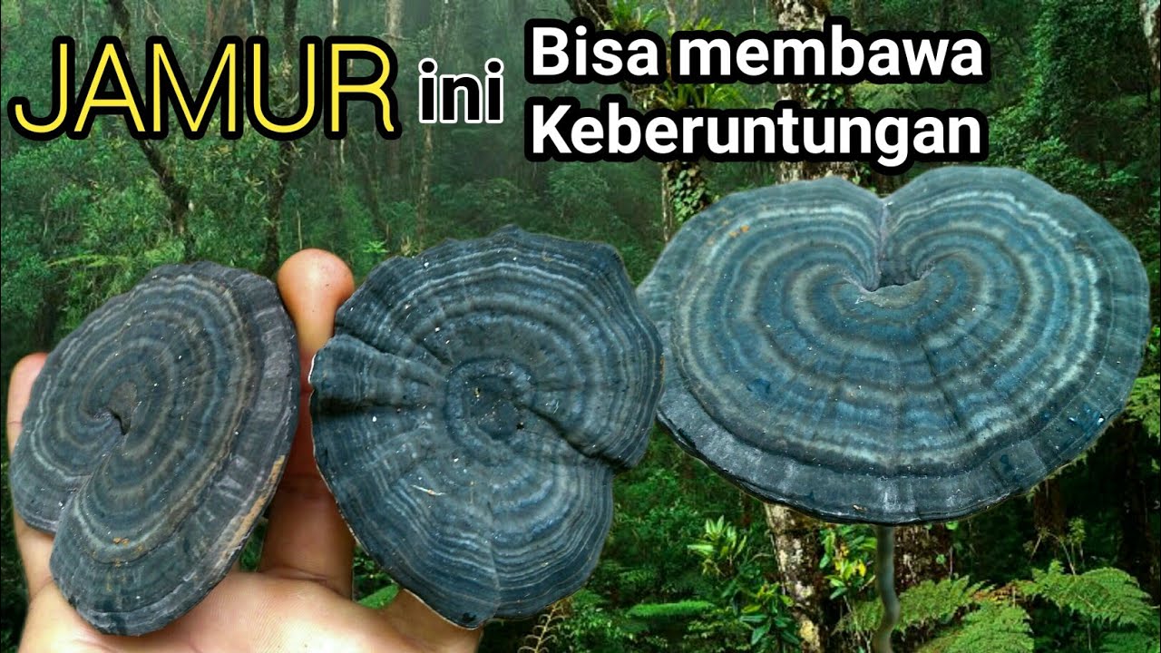 Jamur Bambu Yang Sangat Langka Dan Juga Mahal Harga Nya!