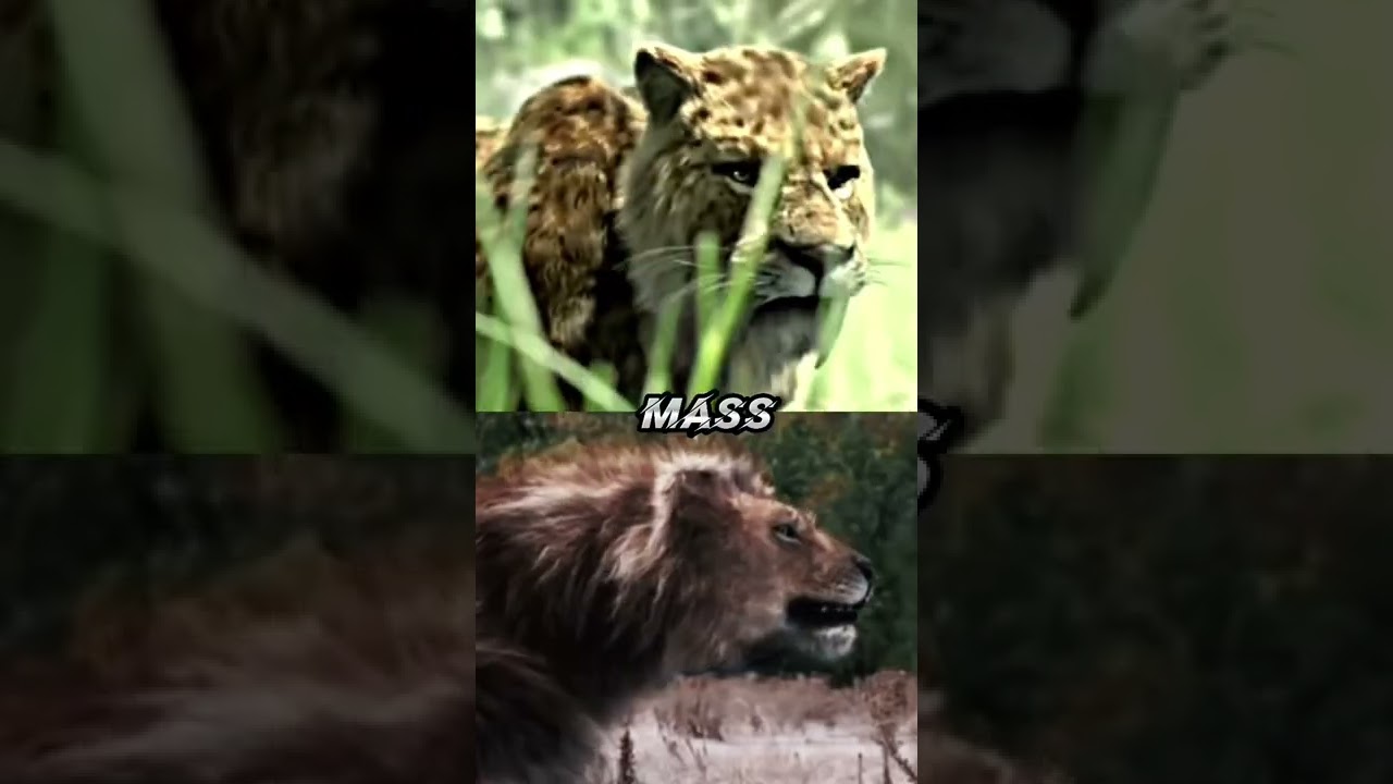Smilodon Populator vs American Lion #shorts #1v1 #lion #cats #paleontology