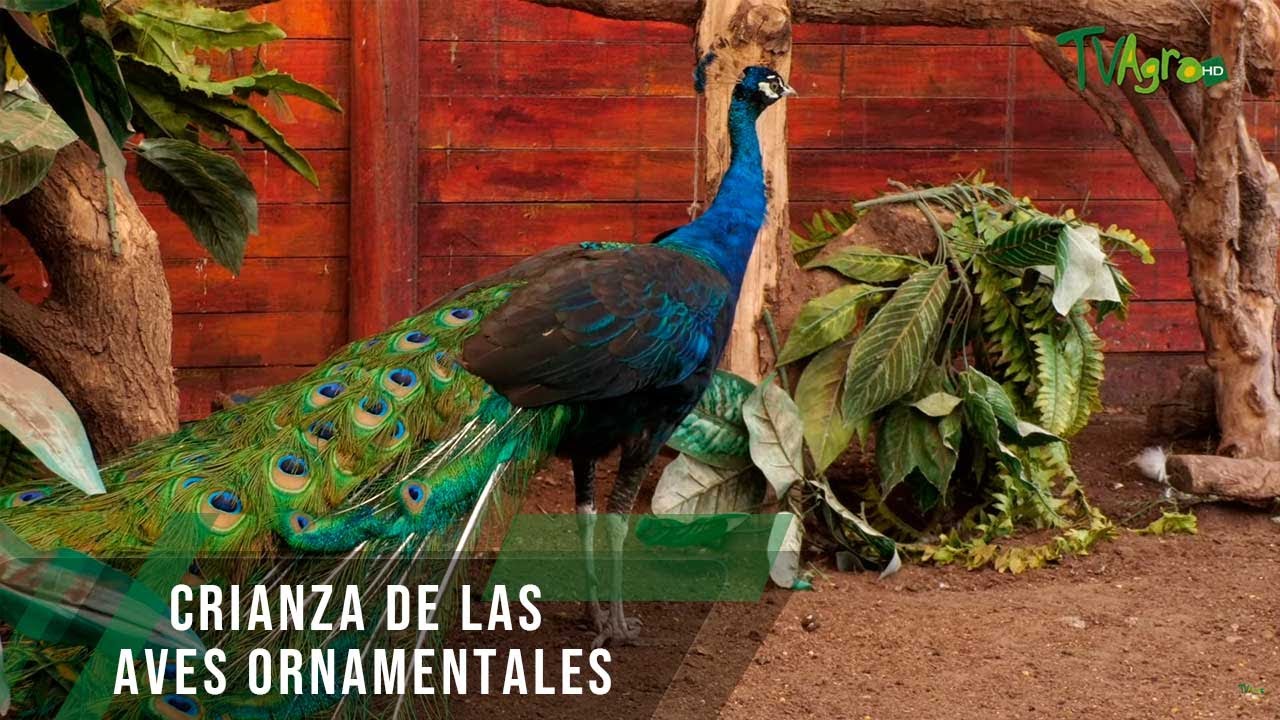 Crianza de las aves ornamentales - TvAgro por Juan Gonzalo Angel Restrepo