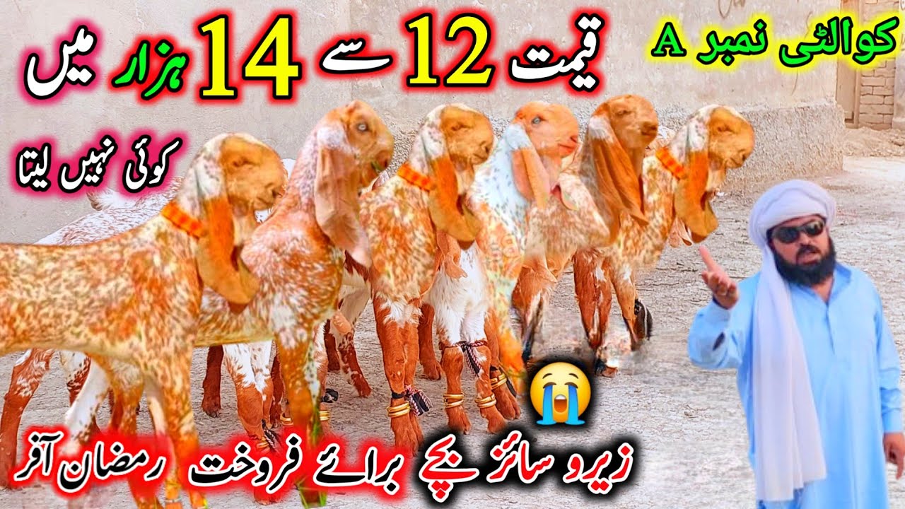 ریٹ فائنل 10 سے 12 ہزار روپے میں براۓ فروخت ہیں March 10, 2026 ویڈیو سچ پہ مبنی ہے 